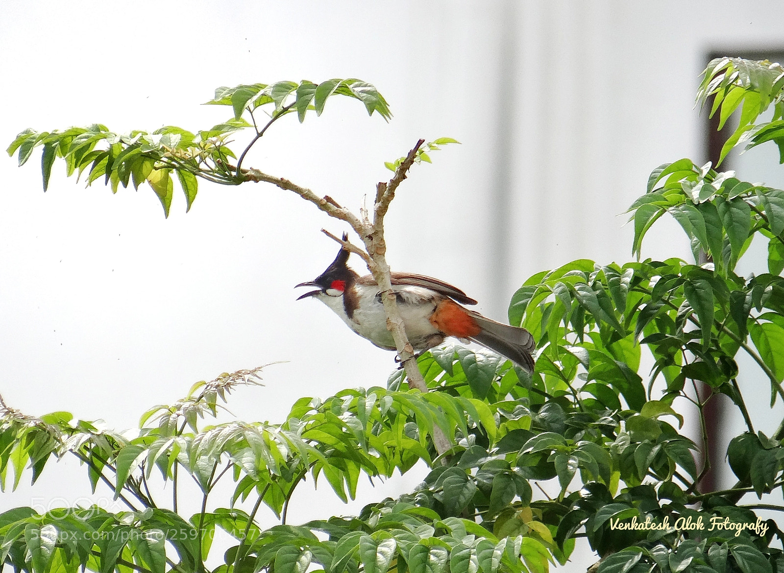 Sony DSC-HX200V sample photo. Bulbul photography