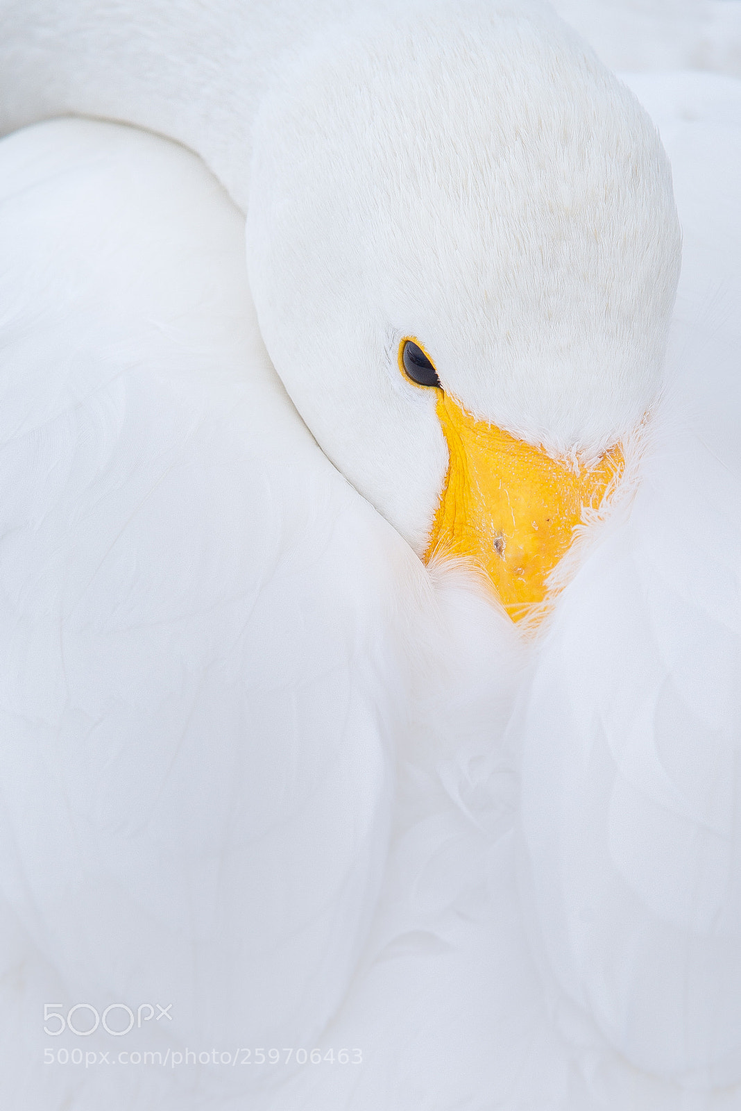 Nikon D800E sample photo. Swan close-up photography
