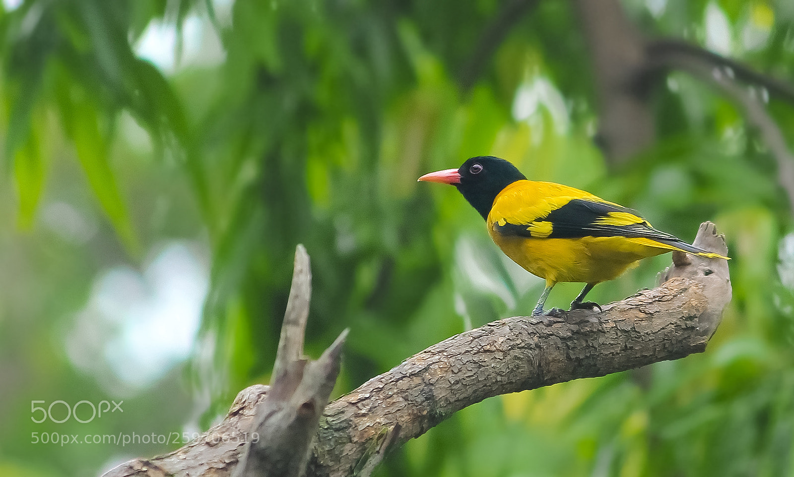 Canon EOS 60D sample photo. Black-hooded oriole (oriolus xanthornus) /বেনেবউ বা কৃষ্ণ কথা পাখি,হলদে পাখি photography