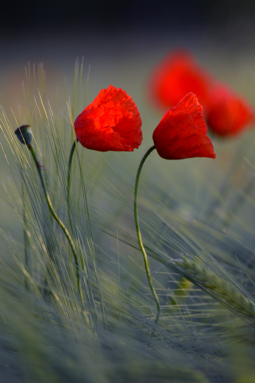 Nikon D3200 sample photo. Red photography
