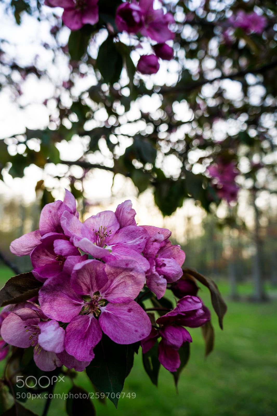 Sony a6000 sample photo. Flower photography