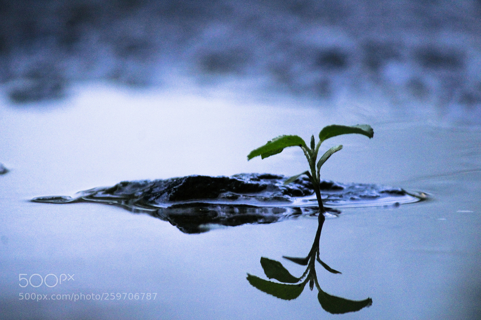 Canon EOS 1200D (EOS Rebel T5 / EOS Kiss X70 / EOS Hi) sample photo. Life finds a way photography