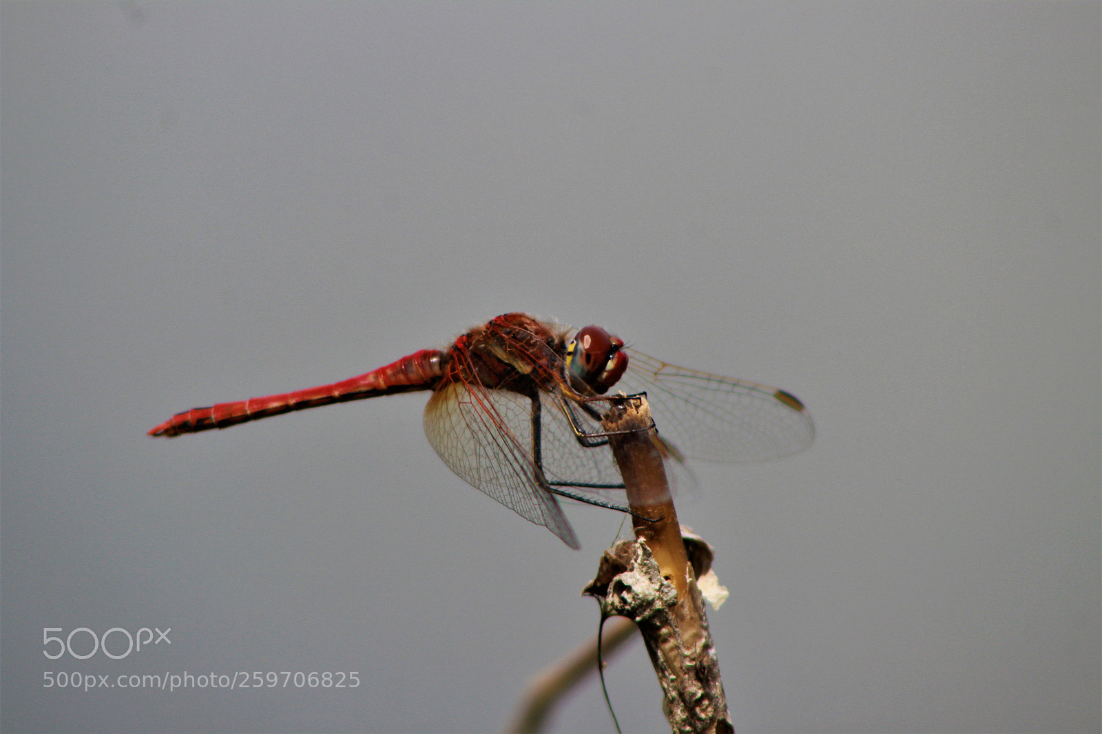 Canon EOS 1300D (EOS Rebel T6 / EOS Kiss X80) sample photo. Libellula 2 photography