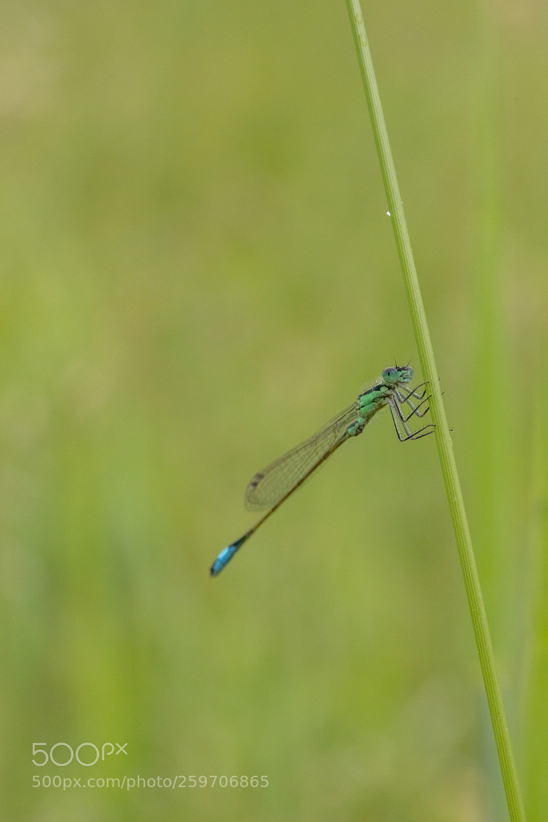 Canon EOS 6D Mark II sample photo. Agrion photography