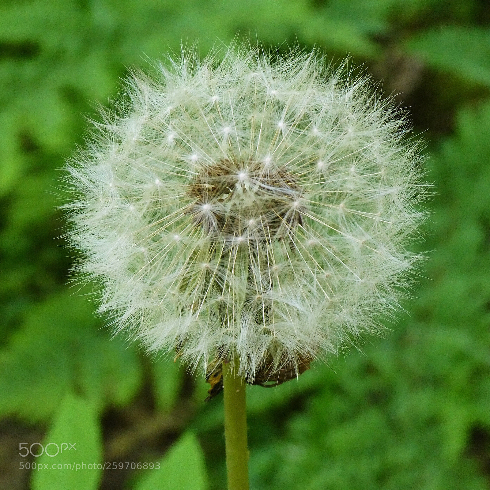 Panasonic Lumix DC-ZS70 (Lumix DC-TZ90) sample photo. Tick tick photography