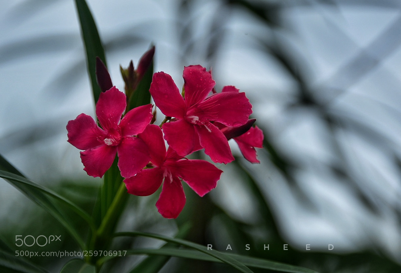 Nikon D750 sample photo. Flower photography