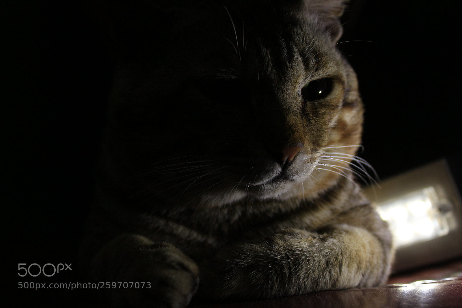 Canon EOS 700D (EOS Rebel T5i / EOS Kiss X7i) sample photo. Cat photography photography