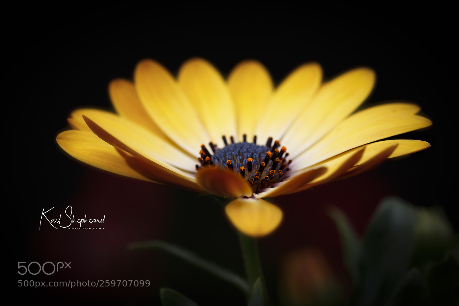 Canon EOS 70D sample photo. Osteospermum 'cream yellow' photography
