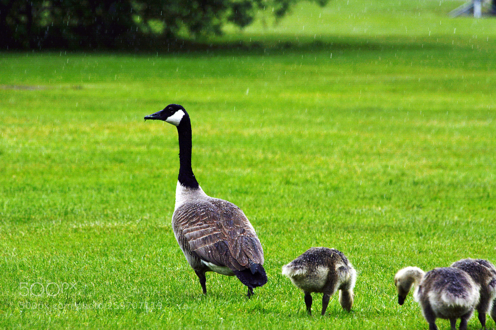 Nikon D7100 sample photo. Canadian goose photography