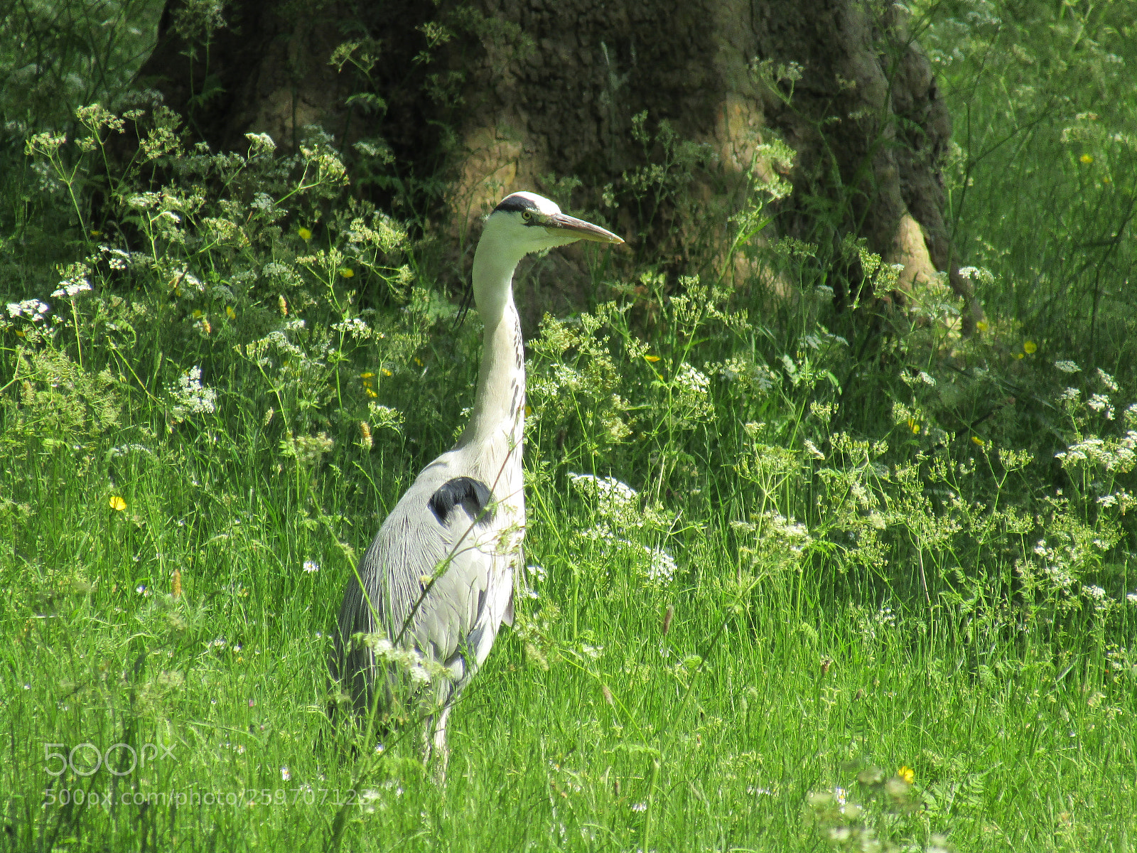 Canon PowerShot SX410 IS sample photo. Untitled photography