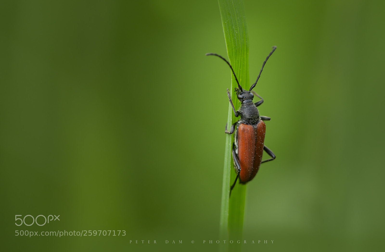 Canon EOS-1D X sample photo. Red longhorn photography