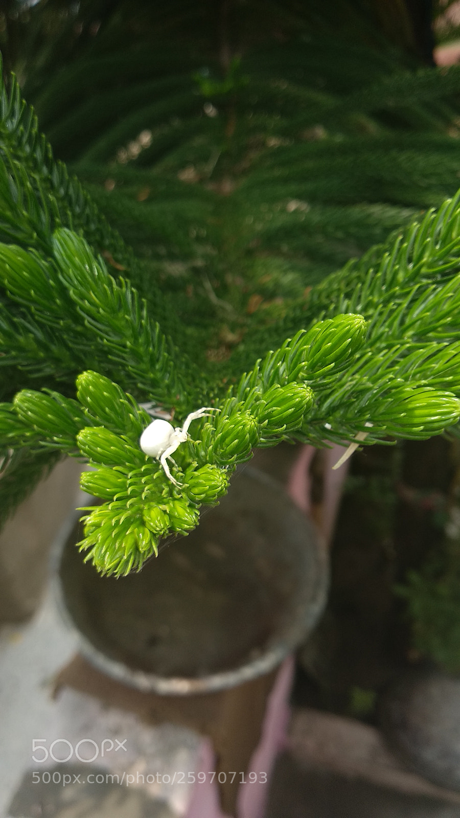 Xiaomi Mi A1 sample photo. Himalayan saint / white spider photography