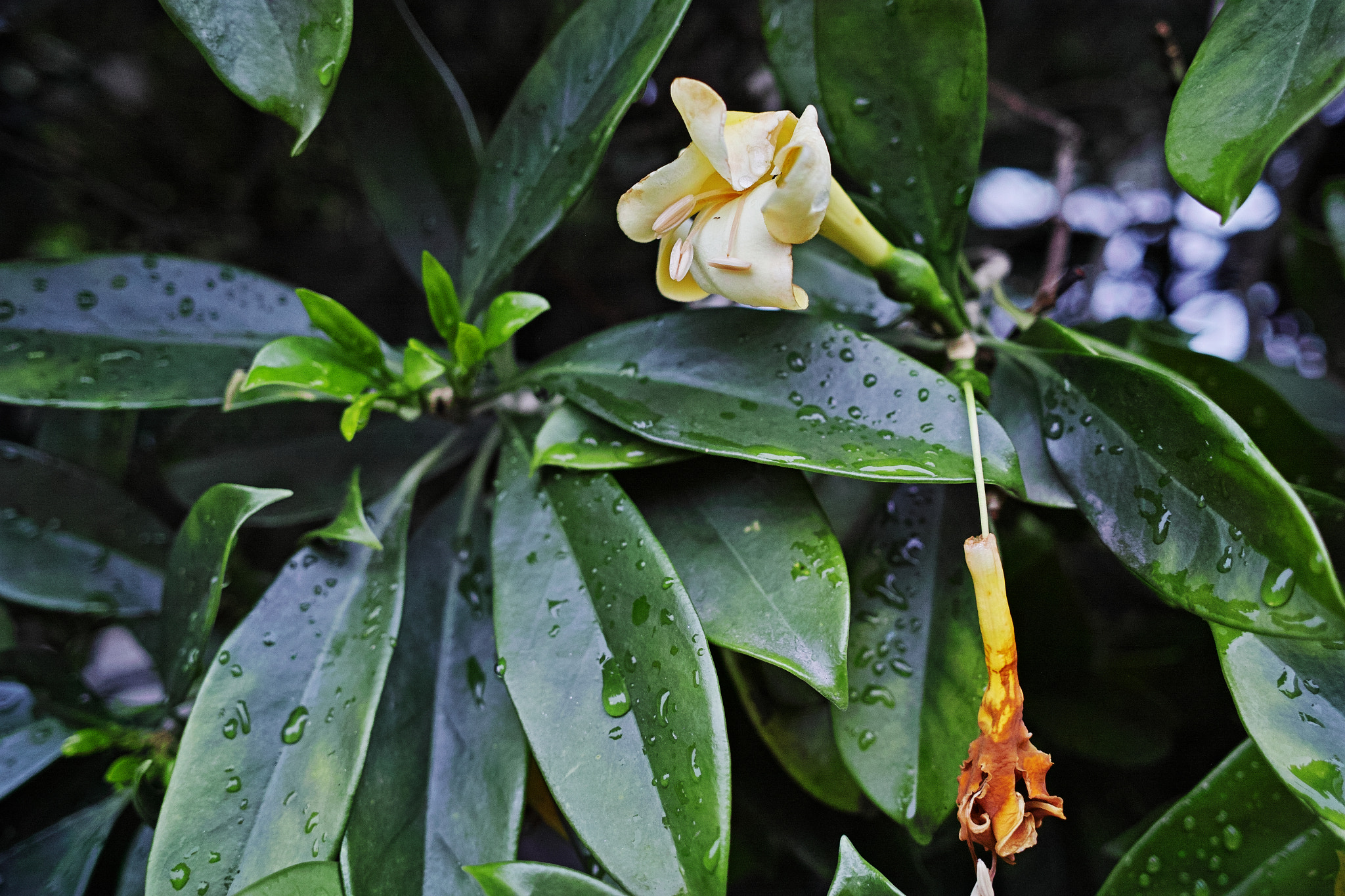 Sigma dp1 Quattro sample photo. Summer rain photography