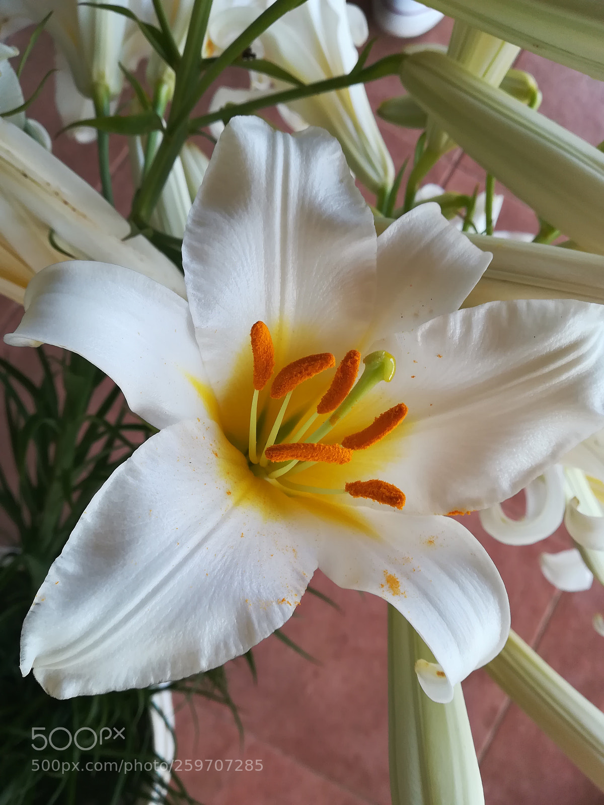 HUAWEI P10 lite sample photo. Untitled photography
