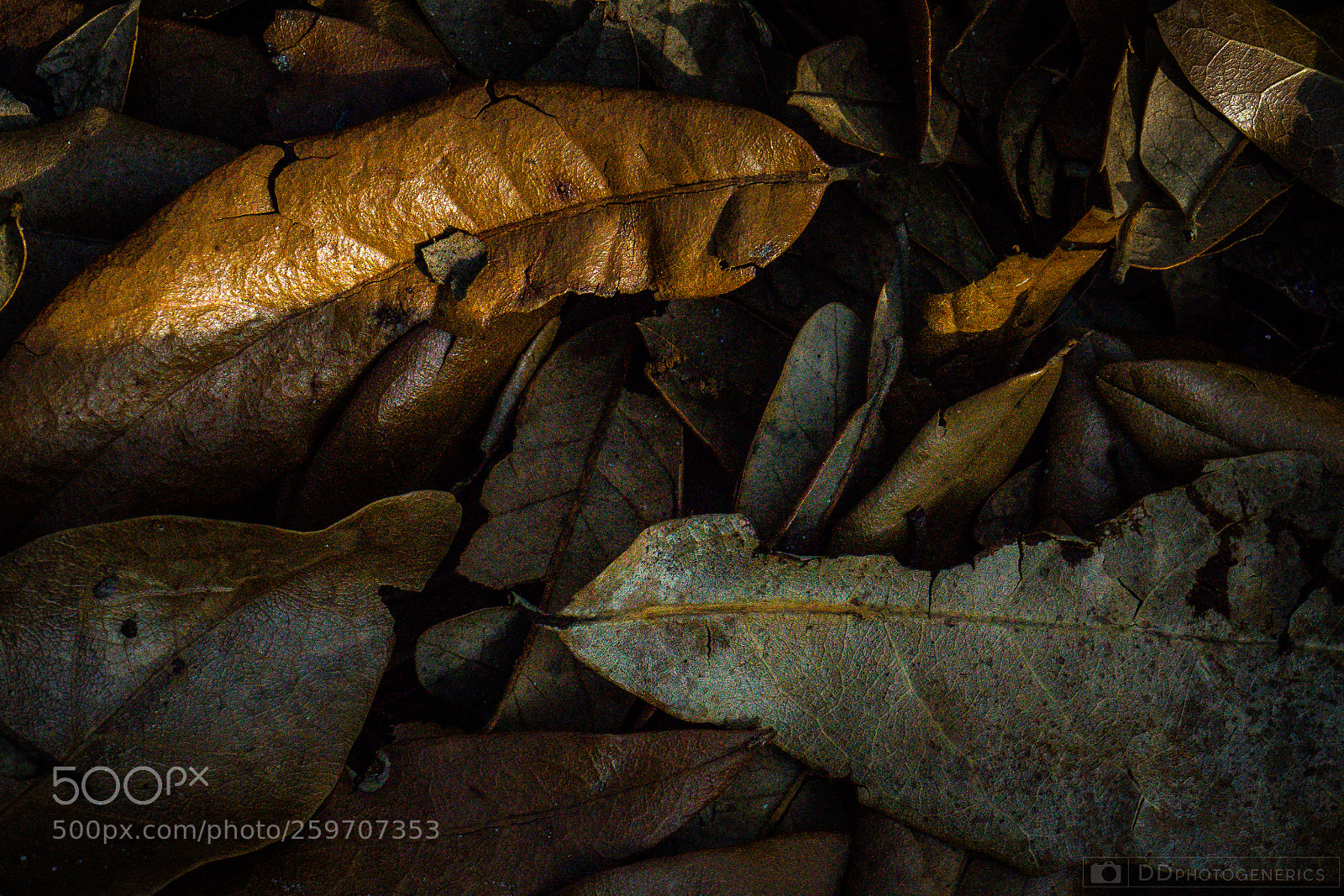 Sony a7 sample photo. Grounded light photography