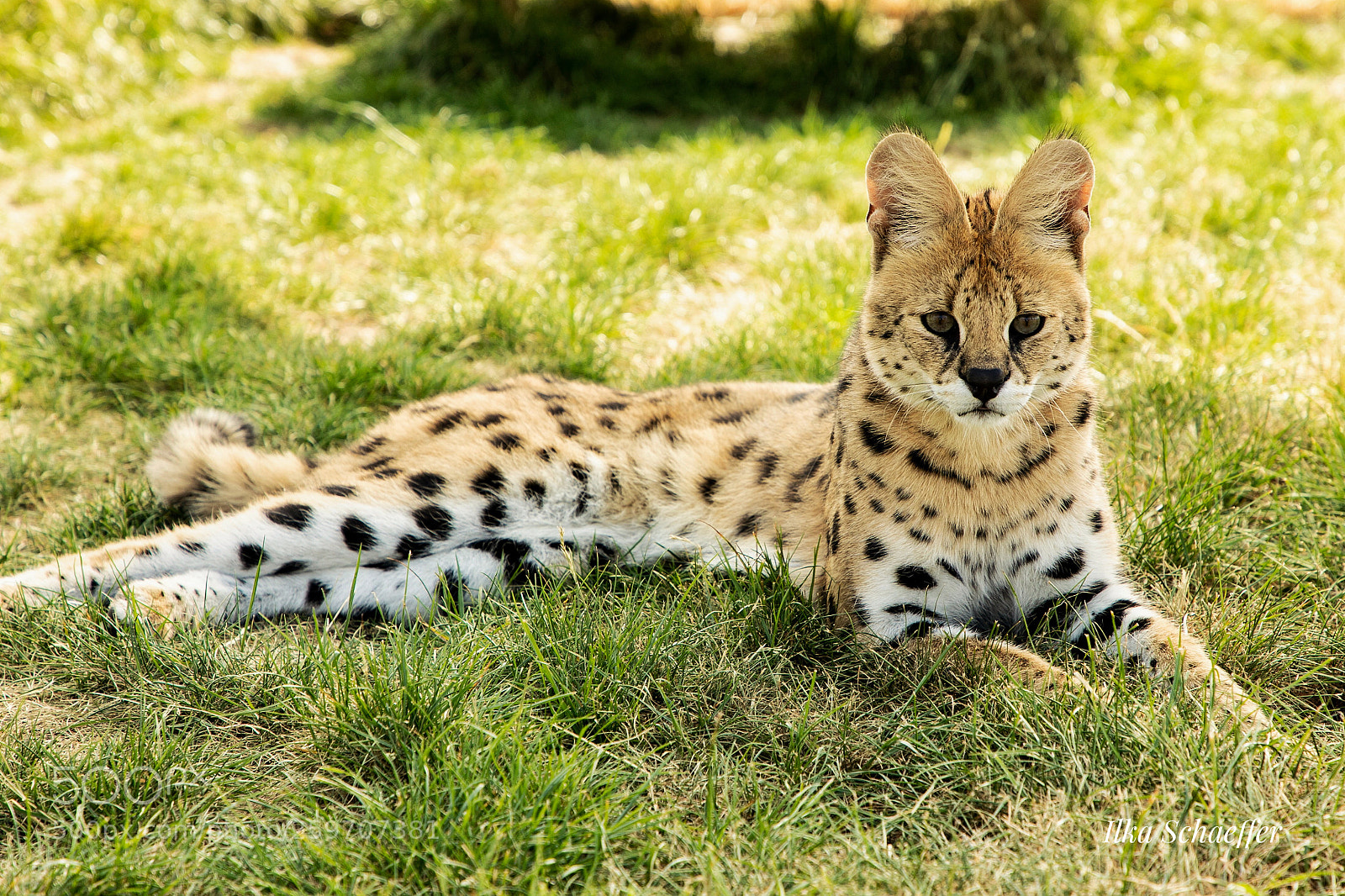 Canon EOS 5D Mark IV sample photo. Serval photography