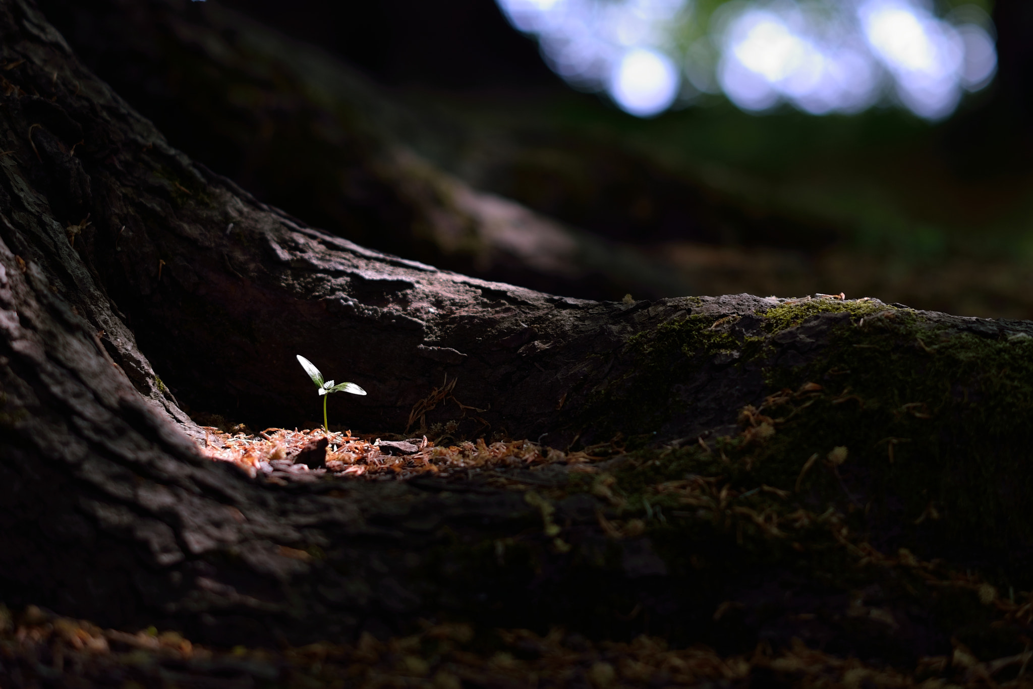 Nikon AF Nikkor 105mm F2D DC sample photo. Young and old photography