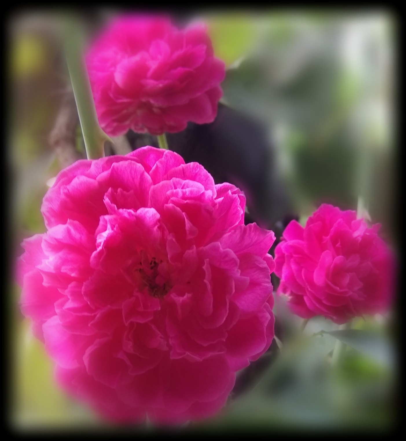 Xiaomi MI MAX sample photo
