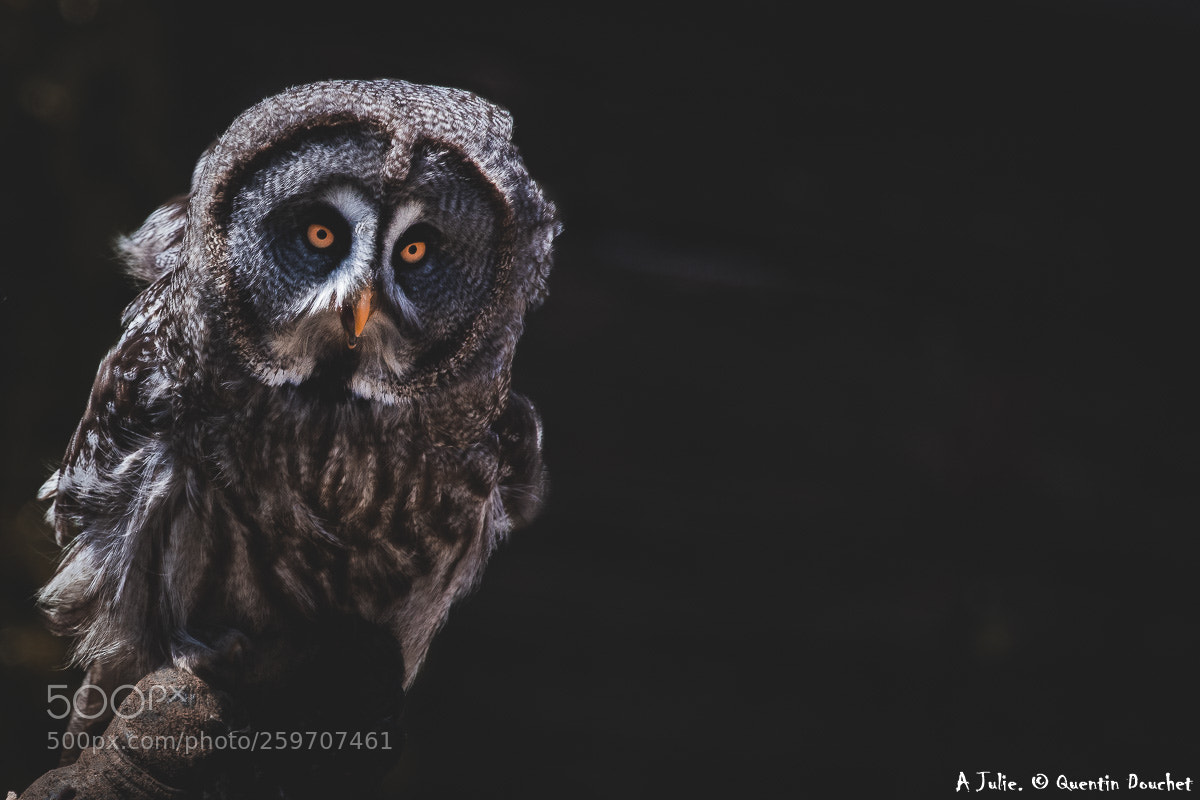 Canon EOS 80D sample photo. Chouette lapone photography
