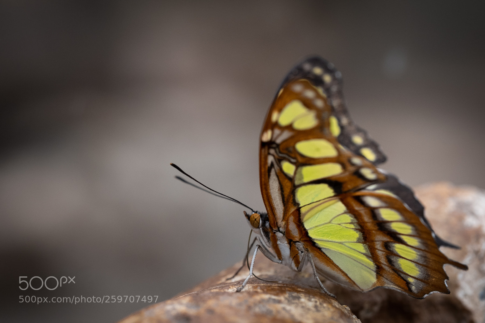 Fujifilm X-T2 sample photo. Butterfly photography