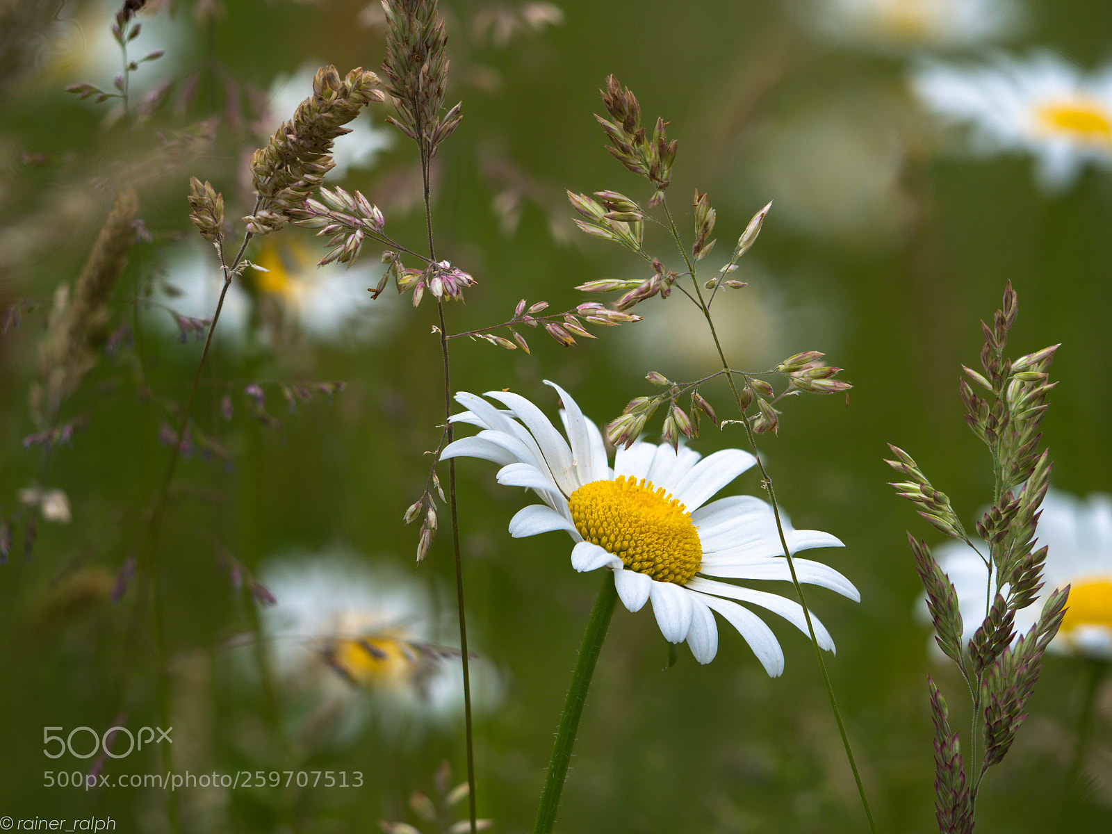 Olympus OM-D E-M1 Mark II sample photo. Margerite photography