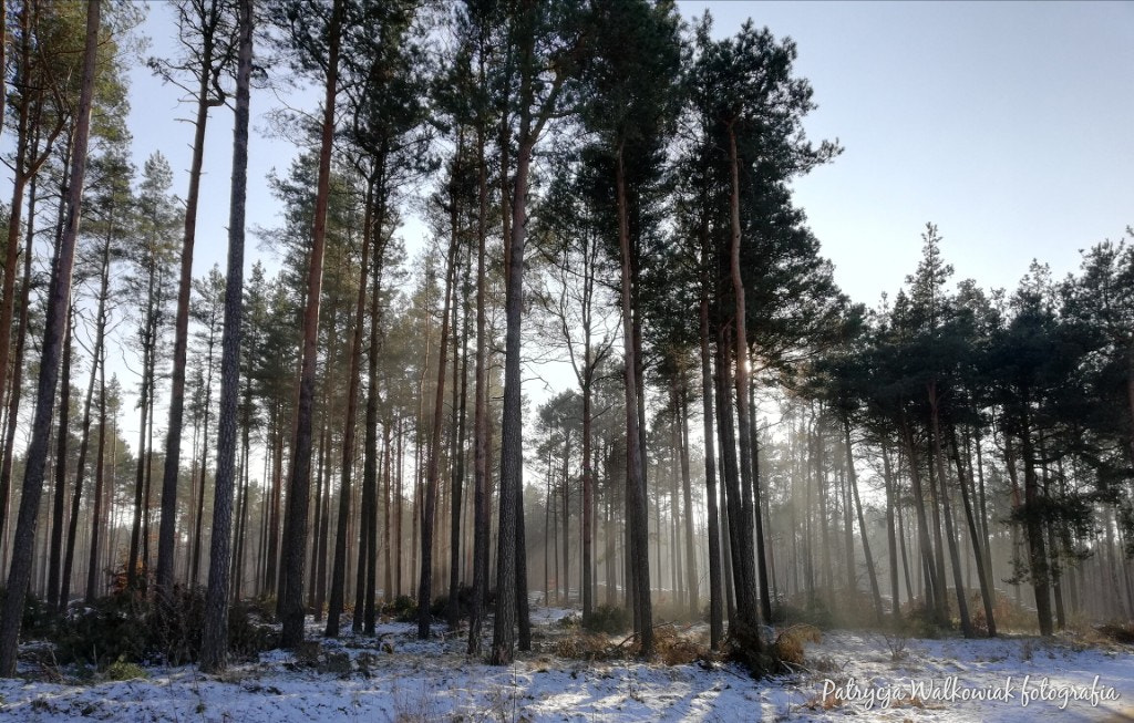 HUAWEI Mate 10 Lite sample photo. Winter in tuchola photography