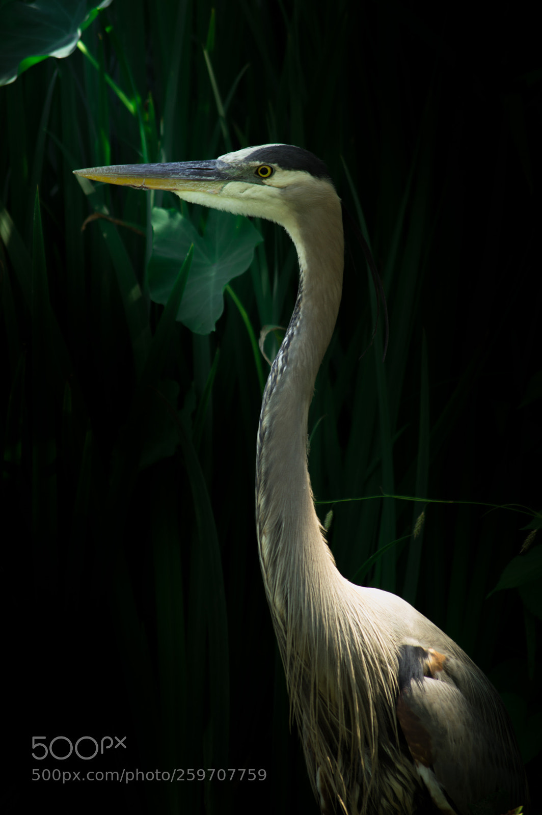 Nikon D3200 sample photo. Tall bird photography