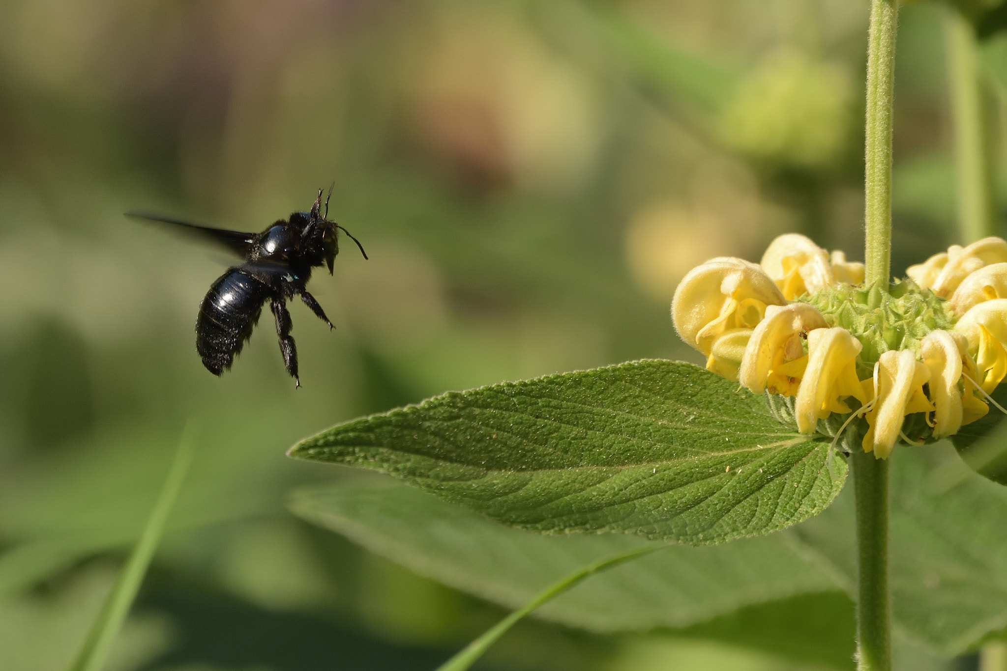 Nikon D750 sample photo. Violet carpenter bee (xylocopa violacea) photography