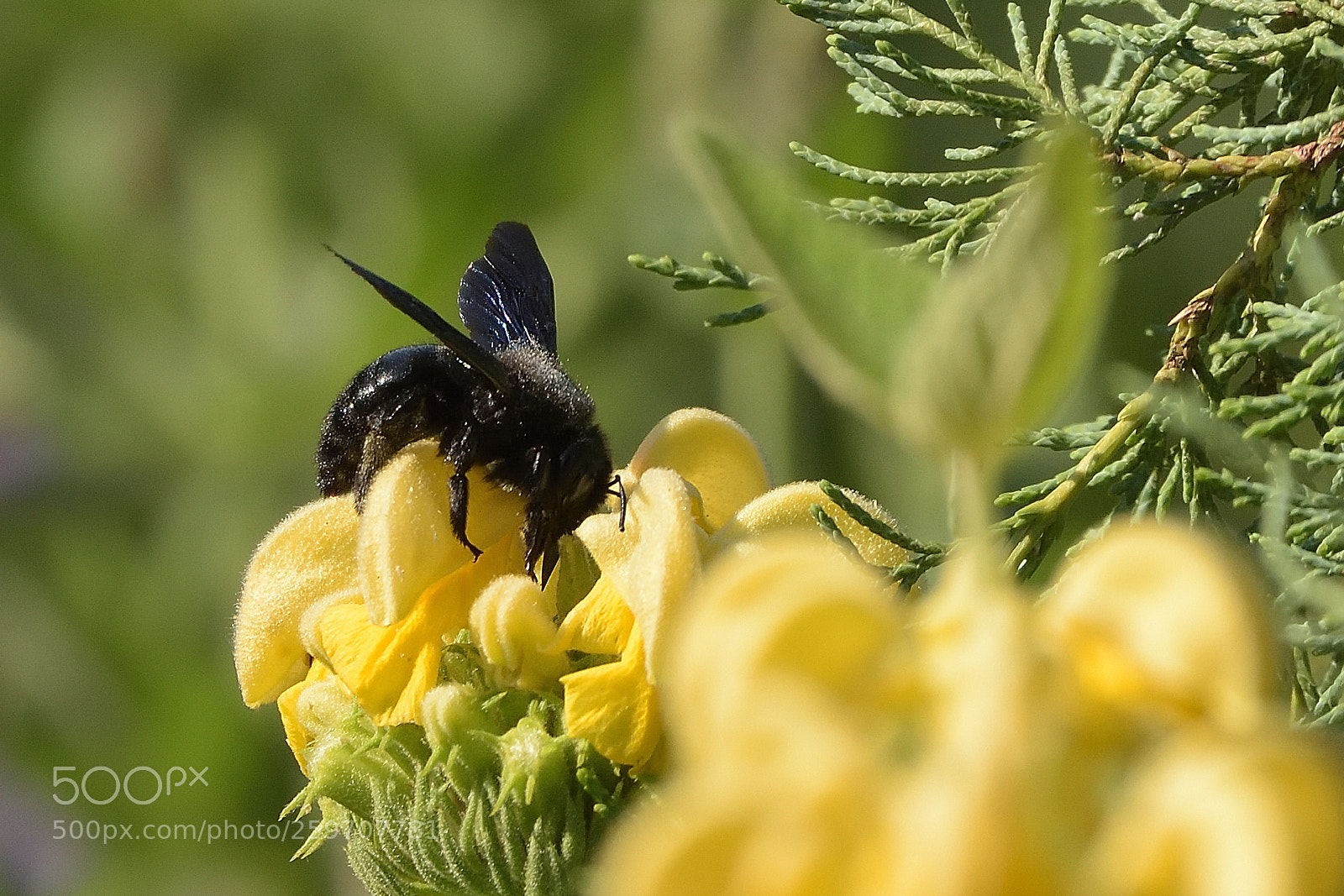 Nikon D750 sample photo. Violet carpenter bee xylocopa photography