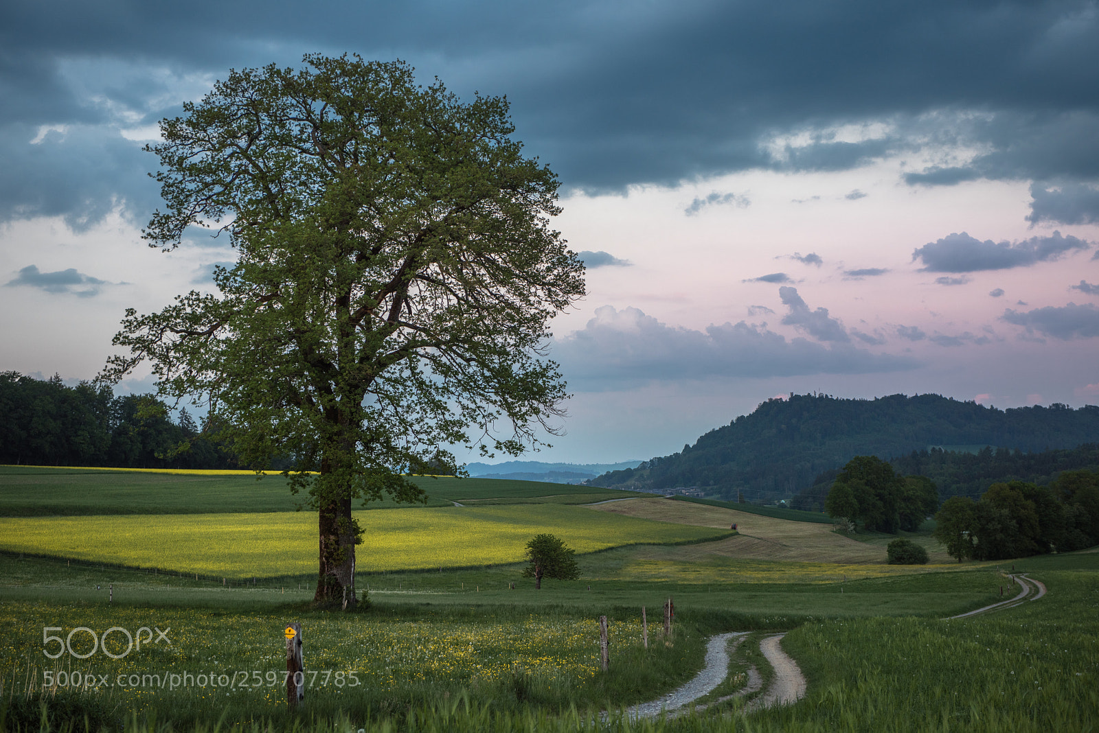Nikon D810 sample photo. Way home photography