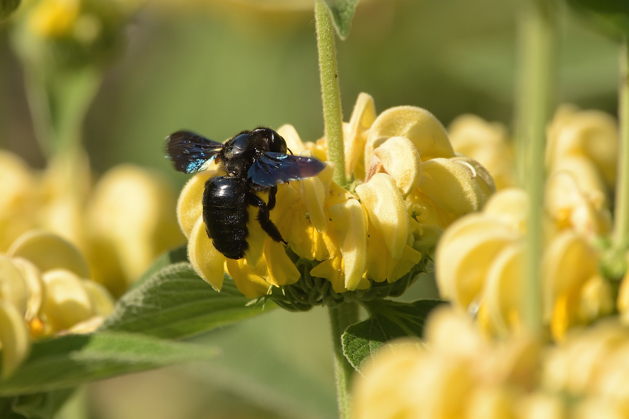 Nikon D750 sample photo. Violet carpenter bee (xylocopa violacea) photography