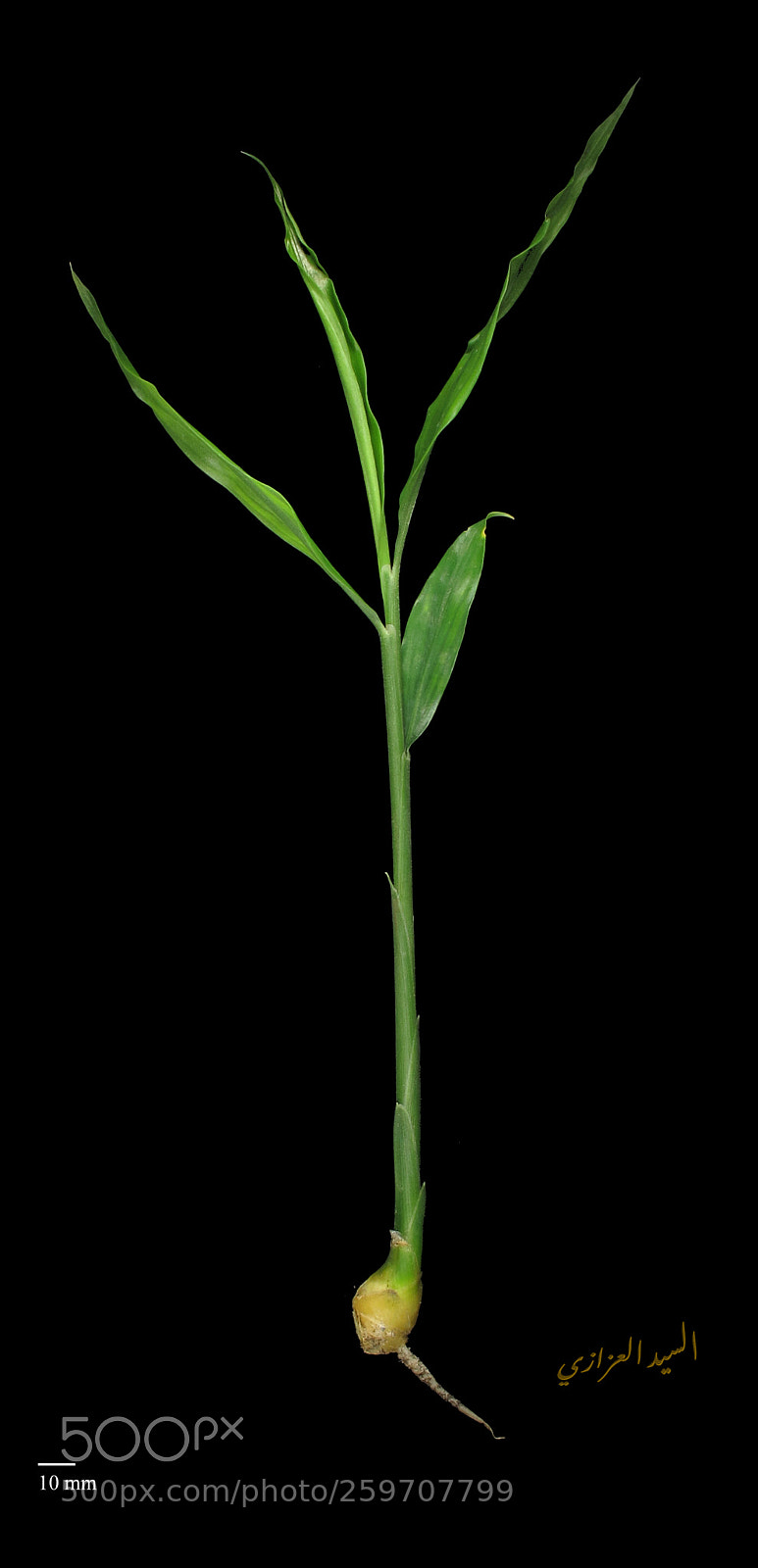 Canon PowerShot G12 sample photo. Zingiber officinale photography