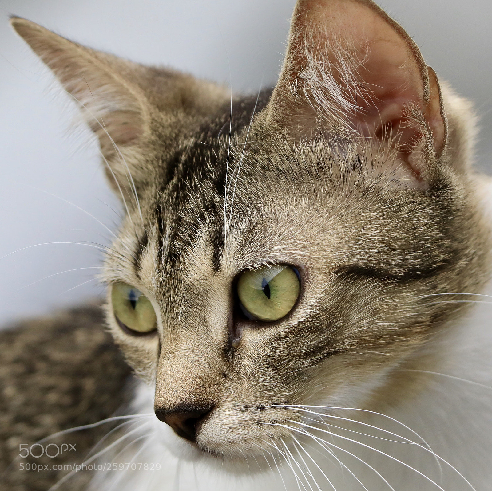 Canon EOS 5D Mark IV sample photo. Untitled photography