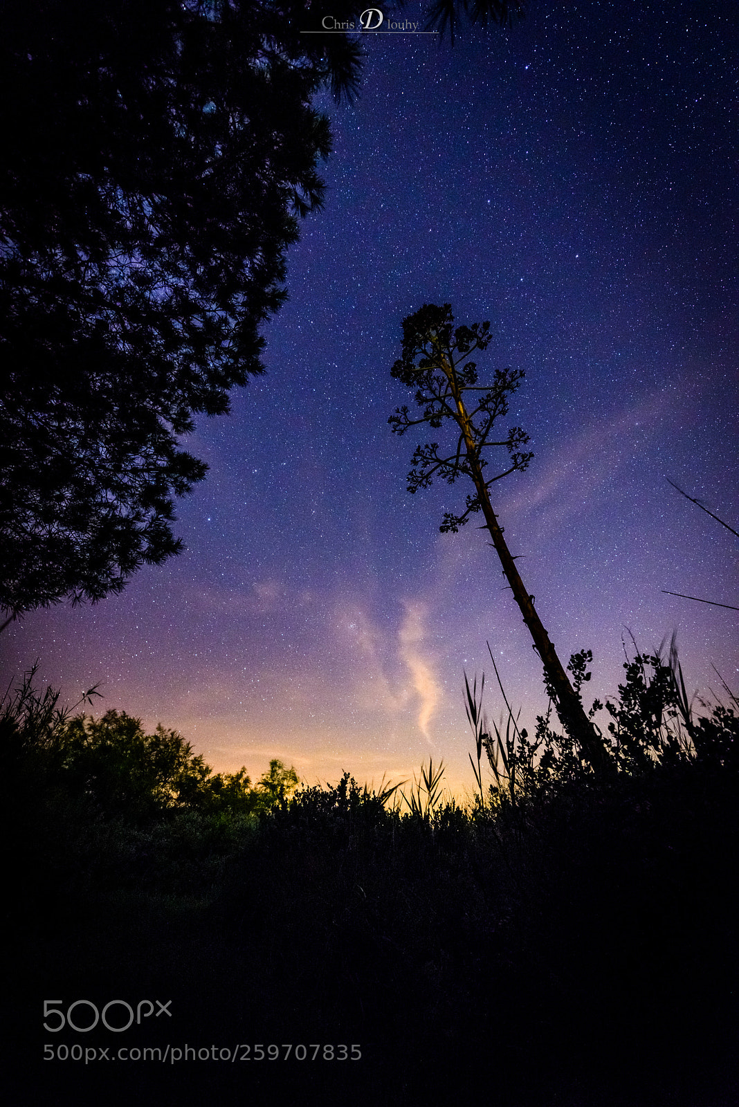Nikon D810 sample photo. Les Étoiles de camargue photography