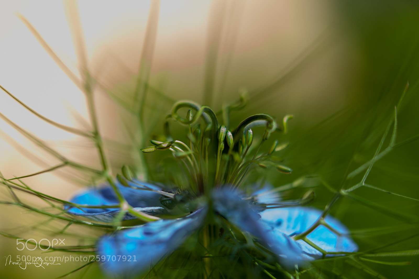 Canon EOS 5D Mark II sample photo. Nigel de damas. transparence photography