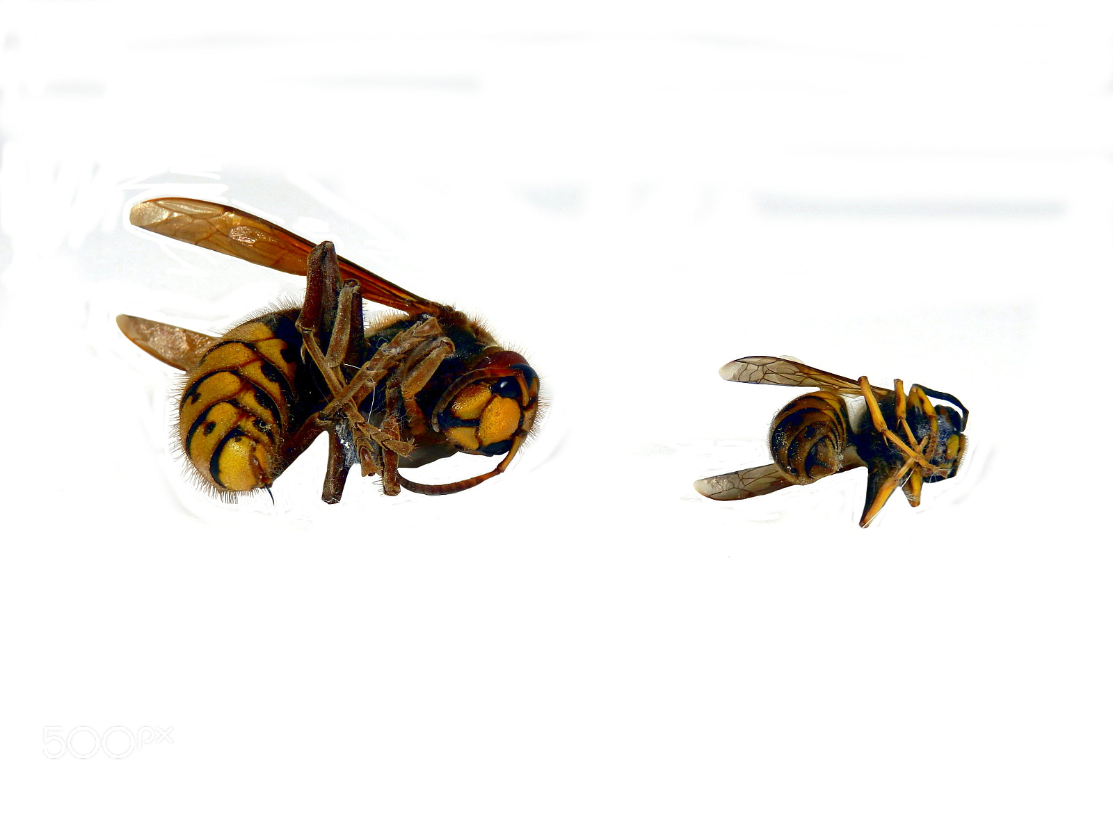 Olympus SZ-31MR sample photo. Asian hornet photography