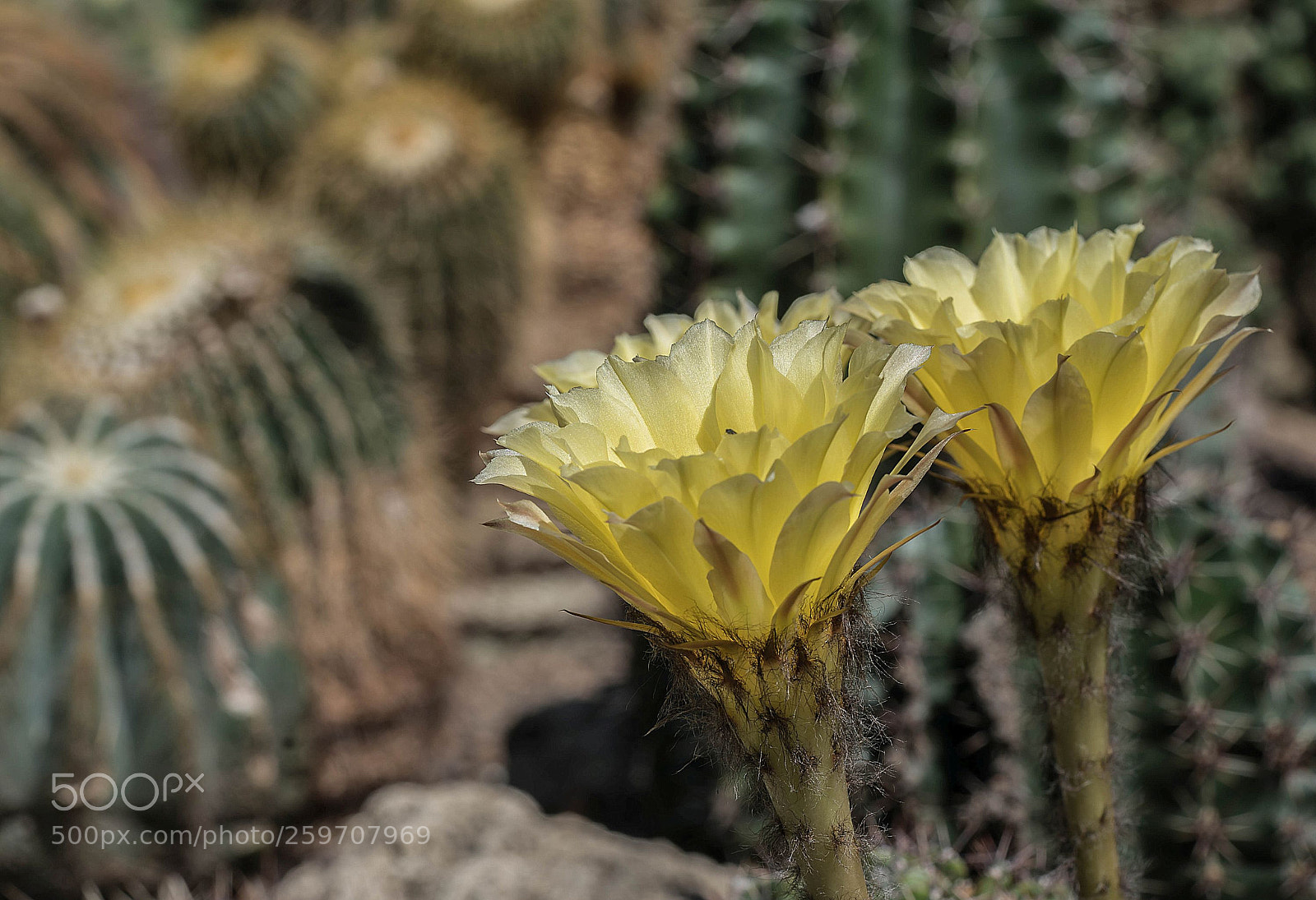 Sony a7R II sample photo. The two photography