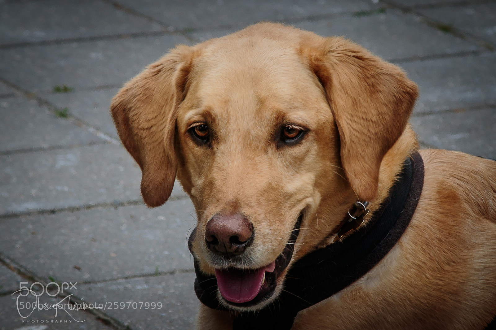 Canon EOS 7D Mark II sample photo. Bongo photography