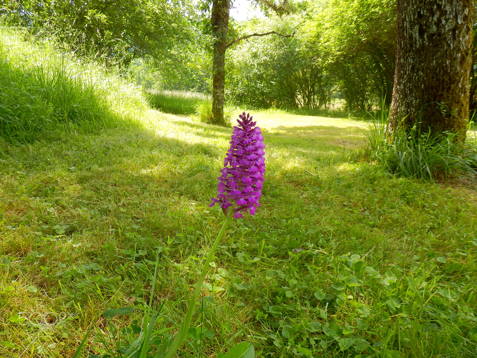 Olympus SZ-31MR sample photo. Pyramidal orchid photography