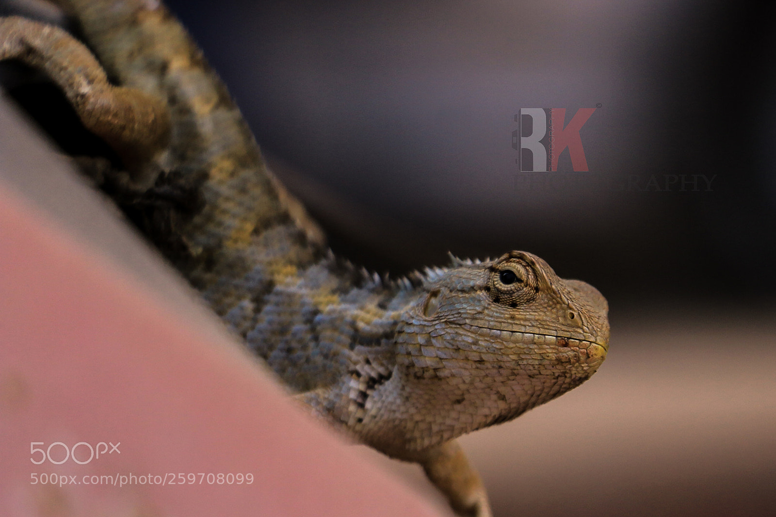 Canon EOS 70D sample photo. Untitled photography