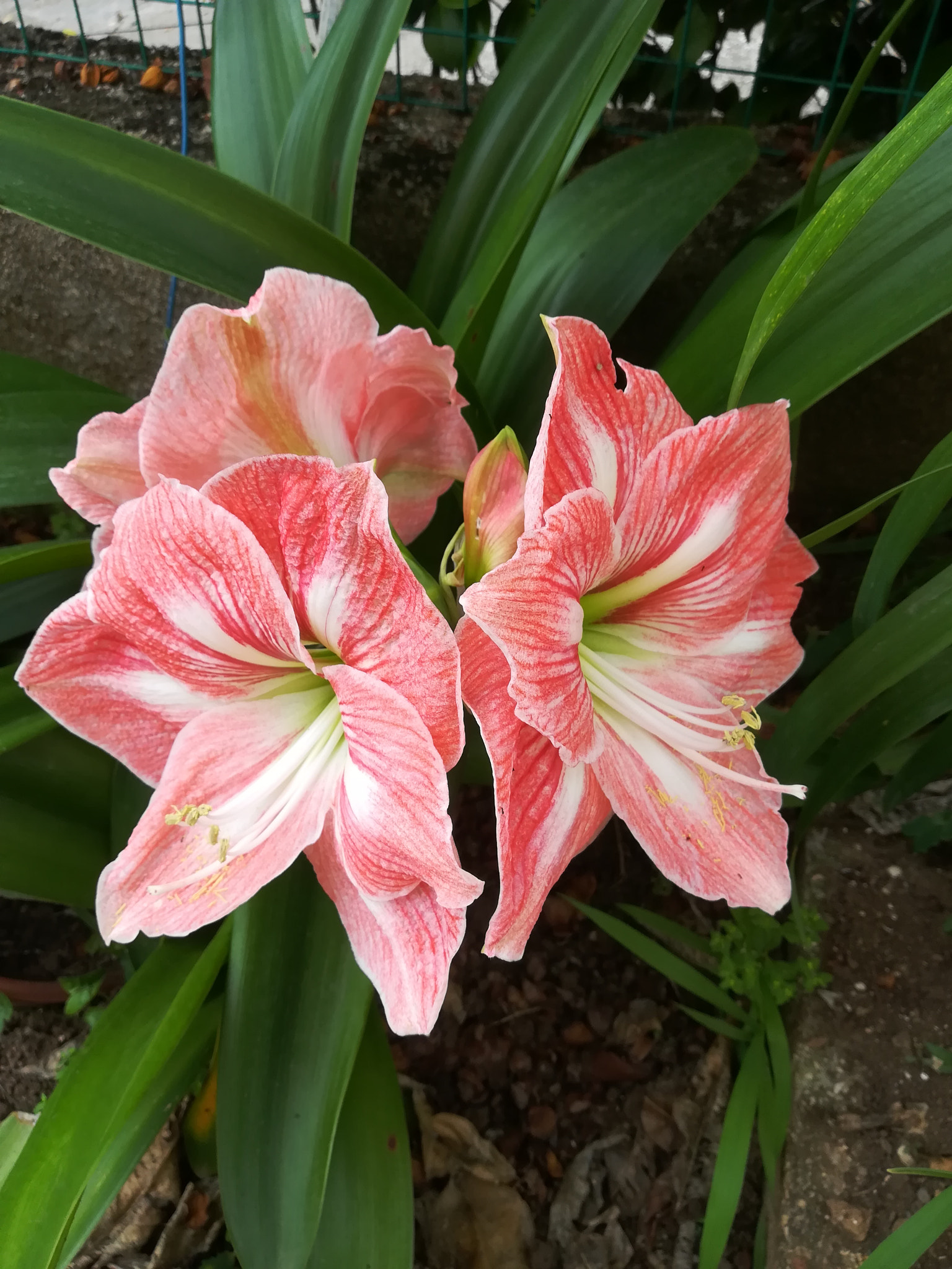 HUAWEI PRA-LX1 sample photo. Il fiore della porta accanto photography