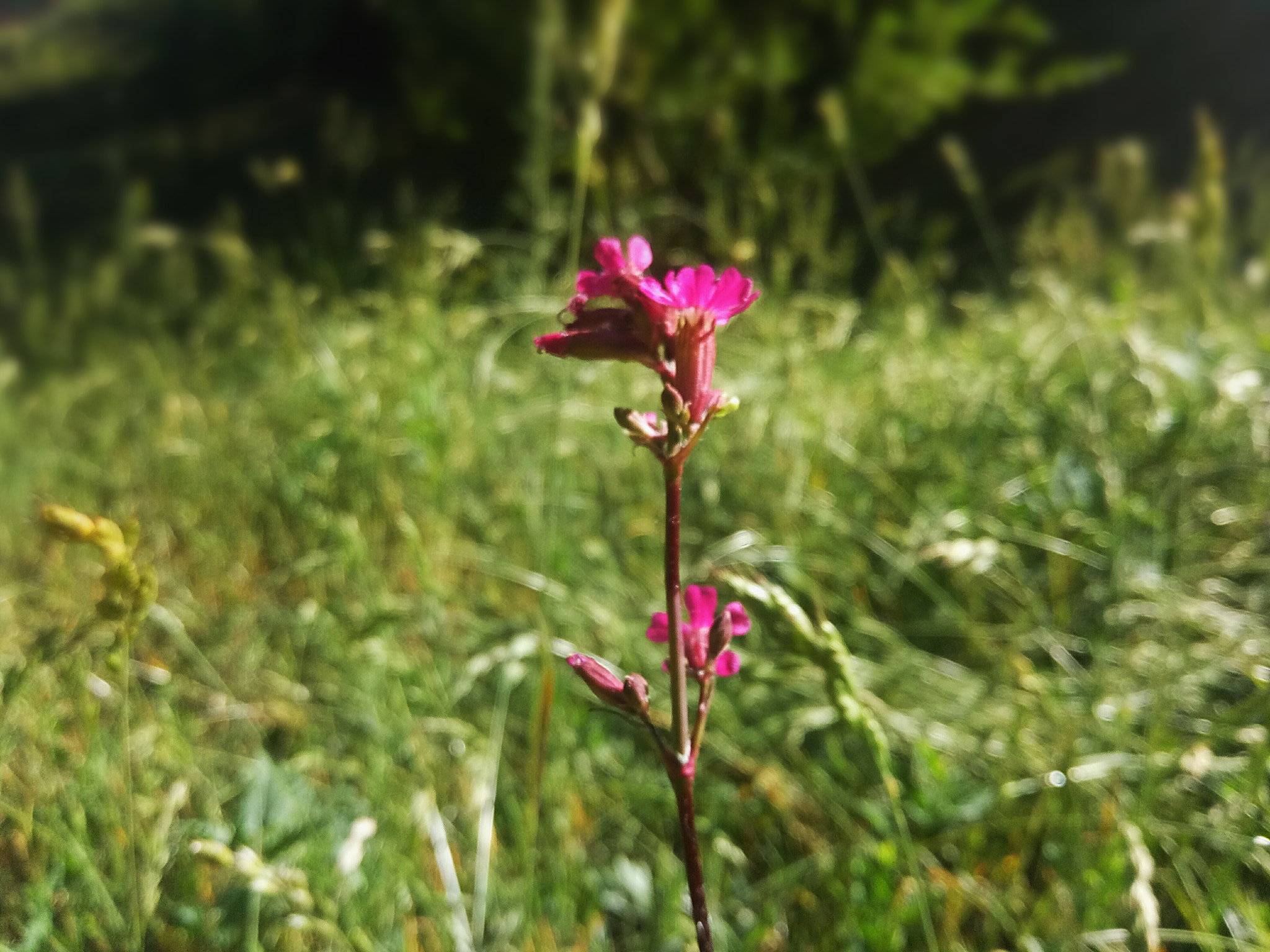 Meizu U20 sample photo