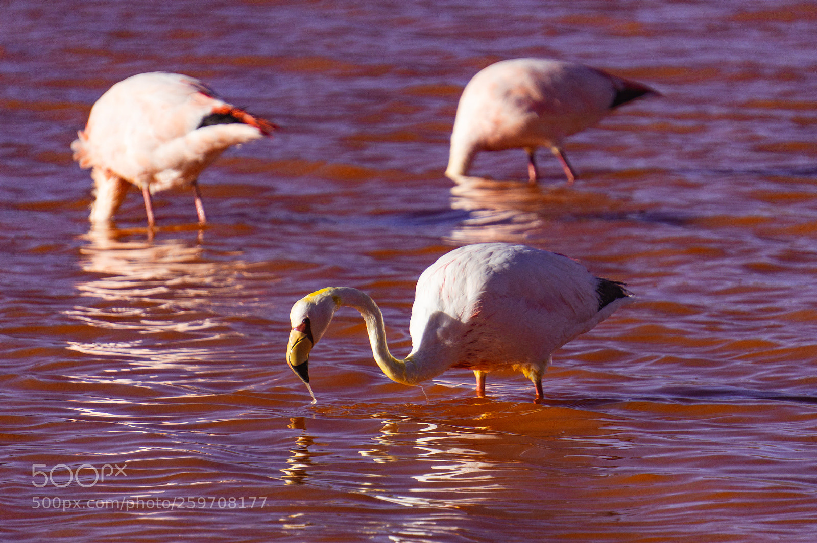 Sony Alpha a5000 (ILCE 5000) sample photo. Flamingos of lake colorada photography