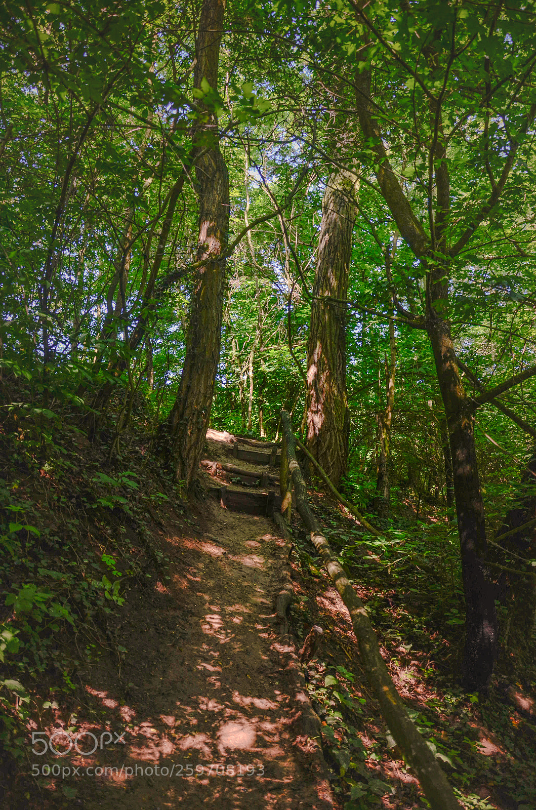 Nikon D5100 sample photo. Tree road photography