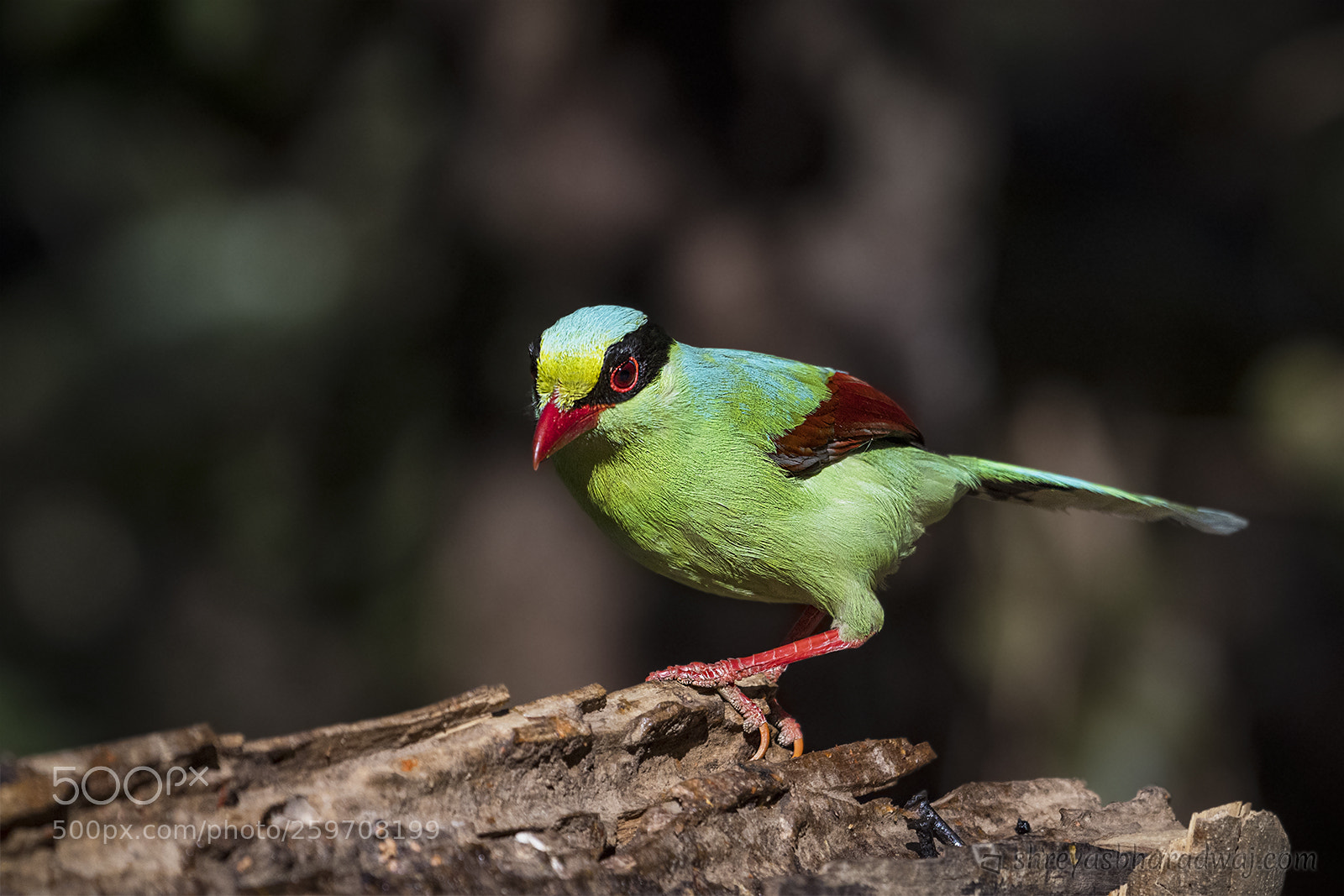 Nikon D500 sample photo. Common green magpie photography