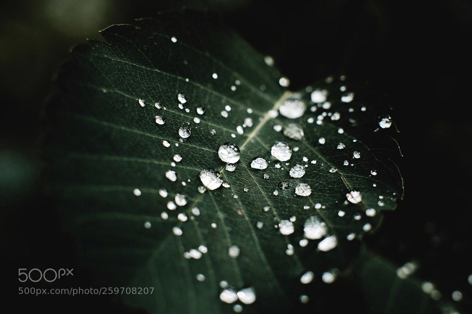 Fujifilm X-T2 sample photo. After the rain photography