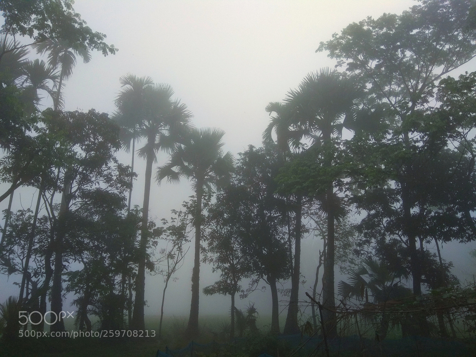 Xiaomi Redmi Note 4 sample photo. Foggy memories photography