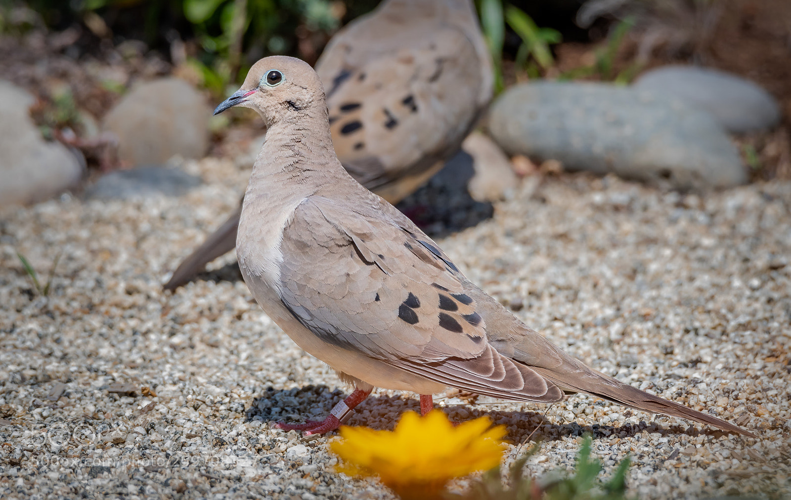 Nikon D500 sample photo. Banded photography