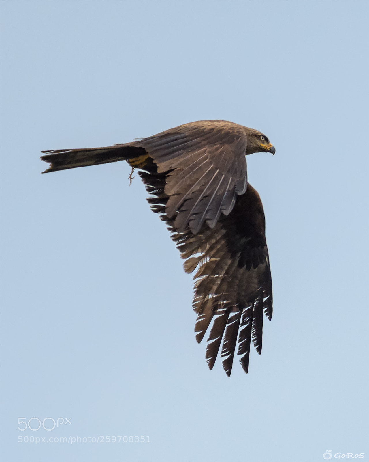 Nikon D500 sample photo. Milvus migrans photography
