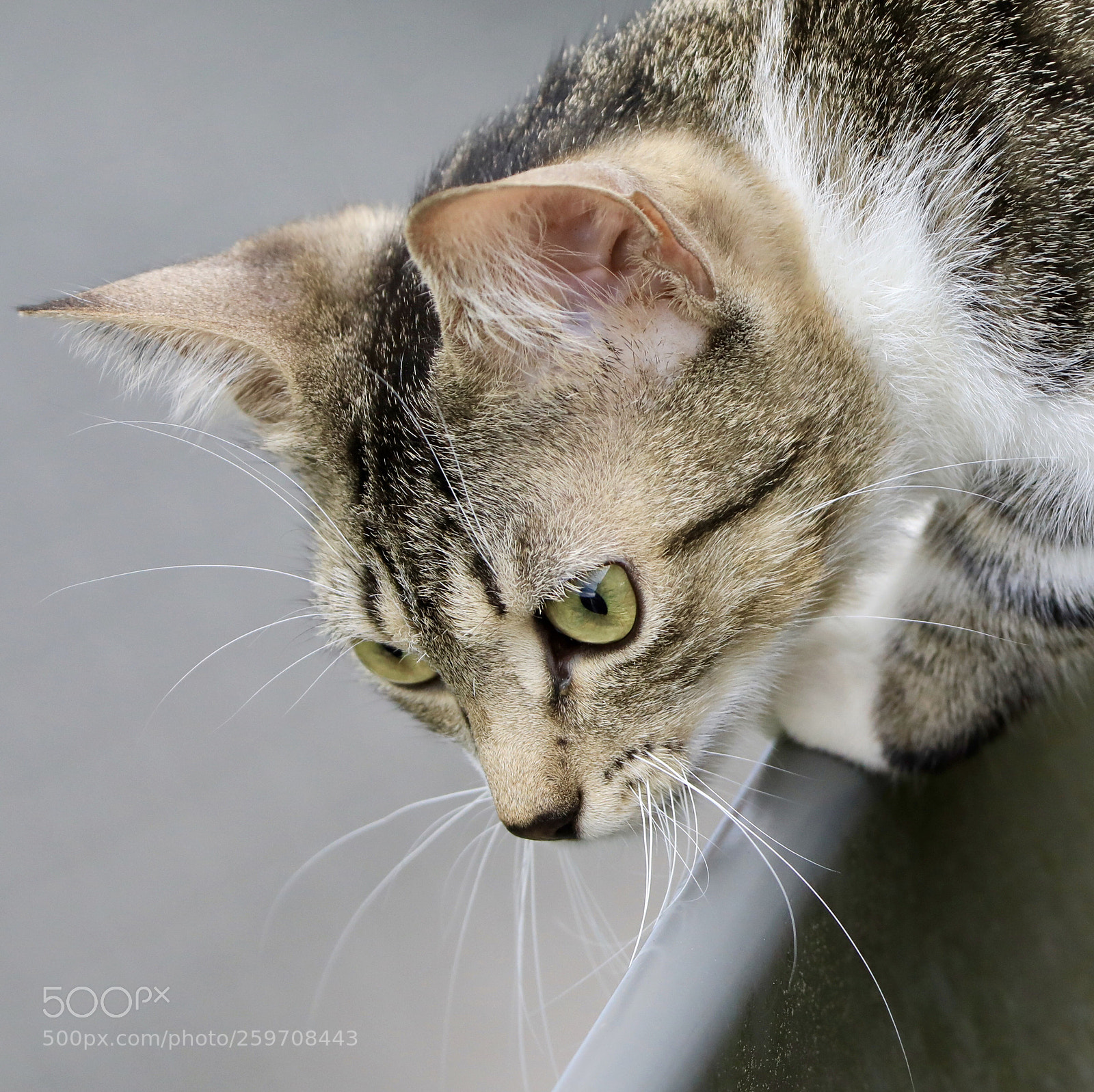 Canon EOS 5D Mark IV sample photo. Untitled photography